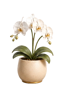 Priya's plant — could use a moment